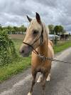 Merrie Franse rijpony PFS Te koop 2023 Palomino