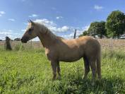Merrie Franse rijpony PFS Te koop 2023 Palomino