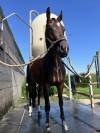 Jument de 6 ans par Cornet Obolensky