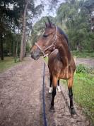 Jument de 6 ans par Cornet Obolensky