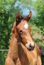 Pouliche 2025 joker d'euskadi x champs elysees