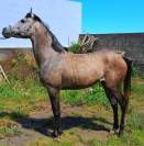 CABALLO ARABE (AUGERON)
