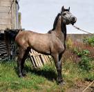 CABALLO ARABE (AUGERON)