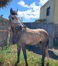 CABALLO ARABE (AUGERON)