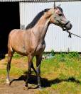 CABALLO ARABE (ATIOAMANA)