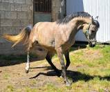 CABALLO ARABE (ATIOAMANA)