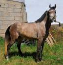 CABALLO ARABE (ATIOAMANA)