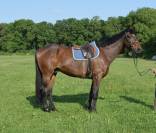Caballo castrado Trotón Francés En venta 2013 Bayo