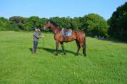 Caballo castrado Trotón Francés En venta 2013 Bayo