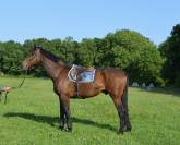 Caballo castrado Trotón Francés En venta 2013 Bayo