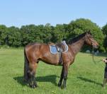Caballo castrado Trotón Francés En venta 2013 Bayo