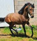 CABALLO (BENITOMO)