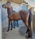 CABALLO (BENITOMO)