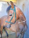 CABALLO (BENITOMO)
