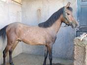 CABALLO (BENITOMO)