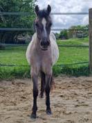 Poulain OC Quarter Horse de 2 ans castré