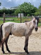 Poulain OC Quarter Horse de 2 ans castré