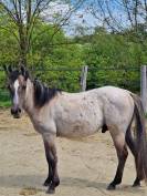 Poulain OC Quarter Horse de 2 ans castré
