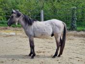 Poulain OC Quarter Horse de 2 ans castré