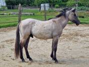 Poulain OC Quarter Horse de 2 ans castré