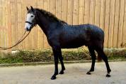 Cheval - Lusitanien 