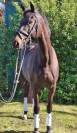 Joli Hongre Selle Francais Dressage/ CCE