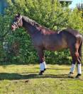 Joli Hongre Selle Francais Dressage/ CCE