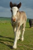 Pouliche Irish cob pp