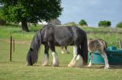 Pouliche Irish cob pp