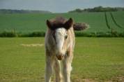 Pouliche Irish cob pp
