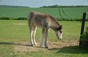 Pouliche Irish cob pp
