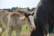 Pouliche Irish cob pp
