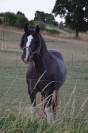 Pouliche Irish cob pp