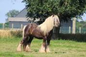 Pouliche Irish cob pp