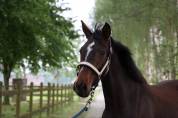 Merrie paard 