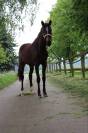 Merrie paard 