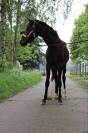 Merrie paard 