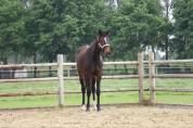 Merrie paard 