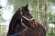 Merrie paard 