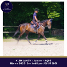 Jolie jument AQPS par JEU ST ELOI