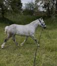 Campbel