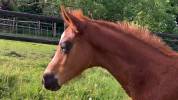 Poulain SF