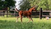 Poulain SF