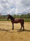 Poulain OC entier 2 ans