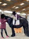 Jument type Irish Cob 17 ans