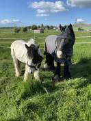 Jument type Irish Cob 17 ans