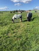 Jument type Irish Cob 17 ans