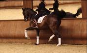 very beautiful mare with very good locomotion