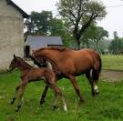 Superbe foal SF, TBO CSO