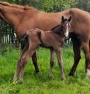 Superbe foal SF, TBO CSO